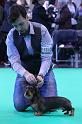 Crufts_dachshunds 979